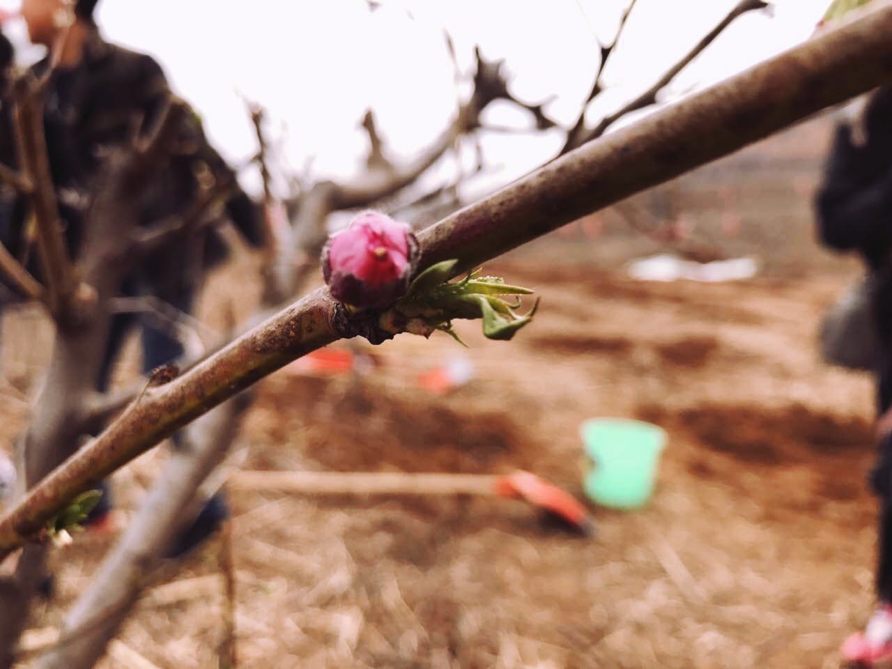 植樹節(jié)| 春暖花開，我為藍(lán)天出份力